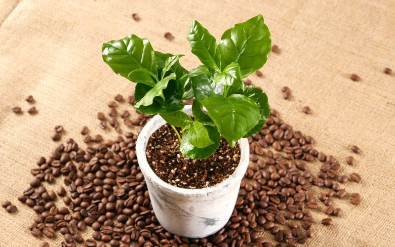 Petit plan de caféier, dans un pot genre tasse à café sur des graines de café torréfiées